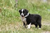 BORDER COLLIE 663
